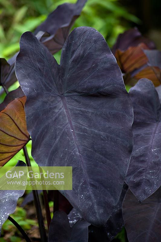 Black foliage large leaf of Colocasia esculenta 'Black Magic'. August, Surrey