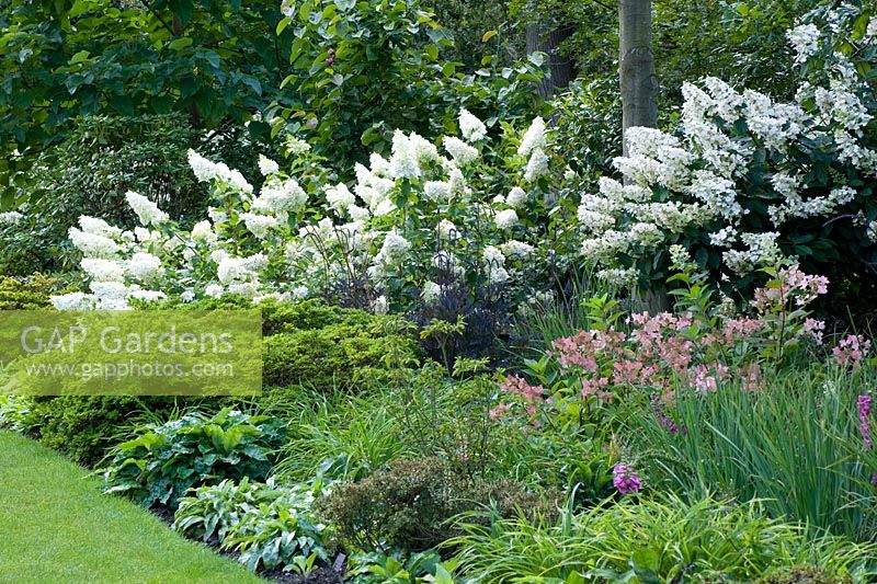Hydrangea paniculata 'Dolly, left, H 'Floribunda', right and H. Early Sensation in the foreground. Other plants are Pulmonaria, Actaea, Iris and Azalea. 