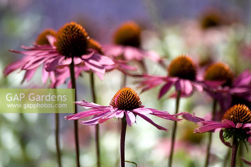Echinacea purpurea 'Rubinglow' with complementary colours of perowskia n background 