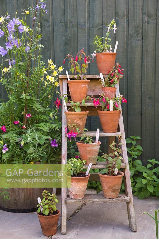 Floral display of perennial Fuchsias on a vintage ladder