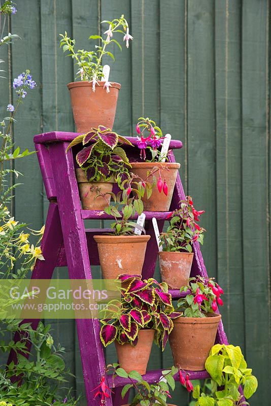 Floral display of Perennial Fuchsias and Coleus on a painted ladder
