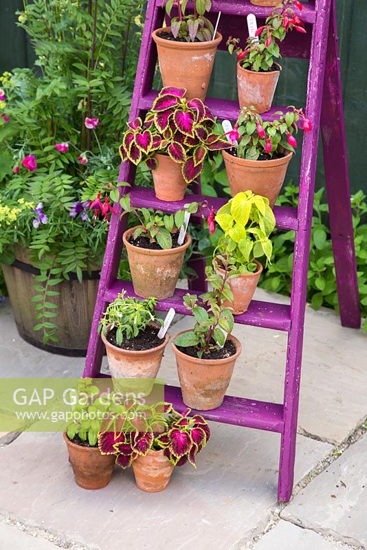 Floral display of Perenial Fuchsias and Coleus on a painted ladder