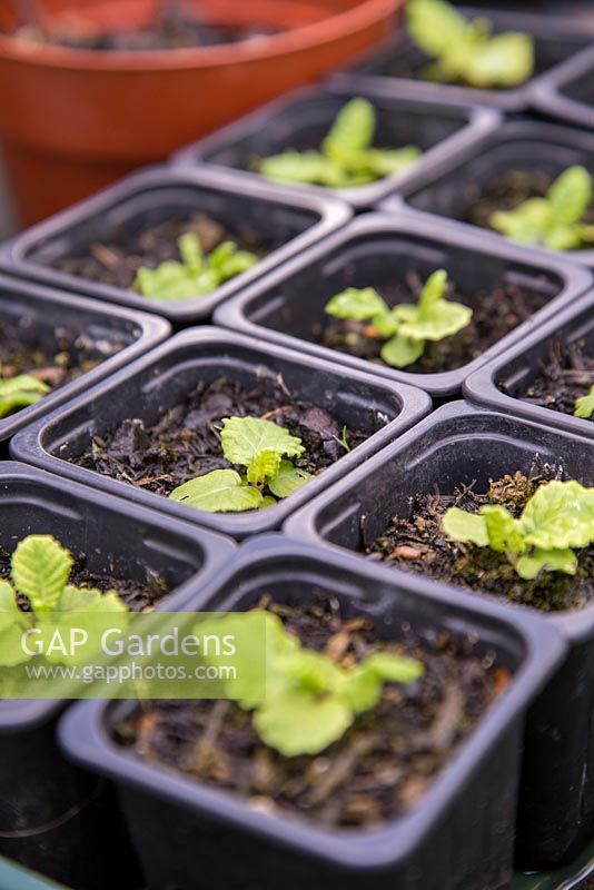 Growth development of Primula vulgaris seedlings.