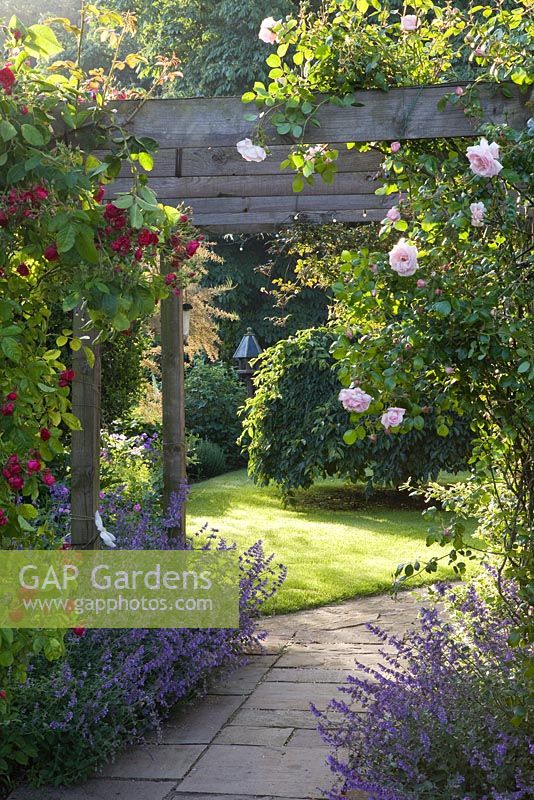 An arbour with climbing roses and honeysuckle. The path is edged with Nepeta 'Six Hills Giant'