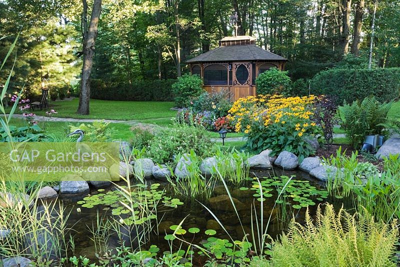 Pond with white Nymphaea alba - water lilies, Rudbeckia fulgida 'Goldsturm' - yellow coneflowers and a gazebo in the background in a backyard garden in summer, Laurentians, Quebec, Canada