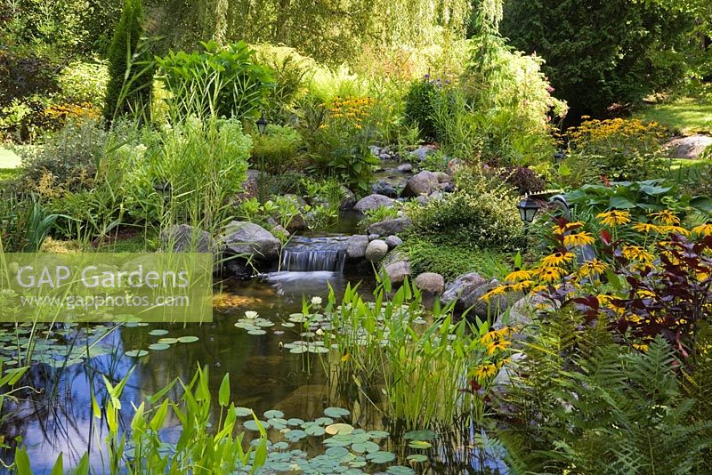 Pond with heart shaped pontederia cordata - pickerel weed, white Nymphaea alba - water lilies and yellow Rudbeckia fulgida 'Goldsturm' - coneflowers in a backyard garden in summer, Laurentians, Quebec, Canada