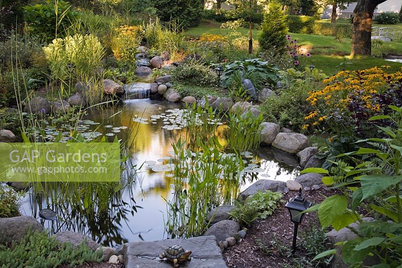 Pond at dusk with heart shaped pontederia cordata - pickerel weed, Nymphaea - water lilies and yellow Rudbeckia fulgida 'Goldstrum' - coneflowers in a backyard garden in summer, Laurentians, Quebec, Canada