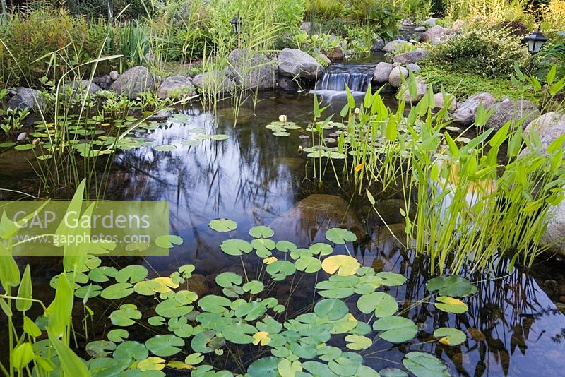 Pontederia cordata - heart shaped pickerel weed and white Nymphaea alba - water lilies in a backyard garden in summer, St-Colomban, Quebec, Canada