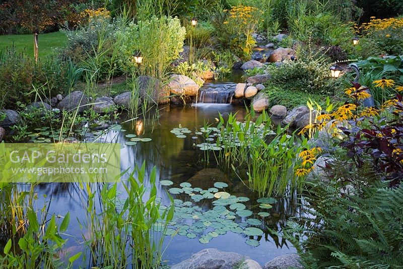 Pond at dusk with heart shaped pontederia cordata - pickerel weed, Nymphaea alba - water lilies and yellow Rudbeckia fulgida 'Goldsturm' - coneflowers in a backyard garden in summer, Laurentians, Quebec, Canada