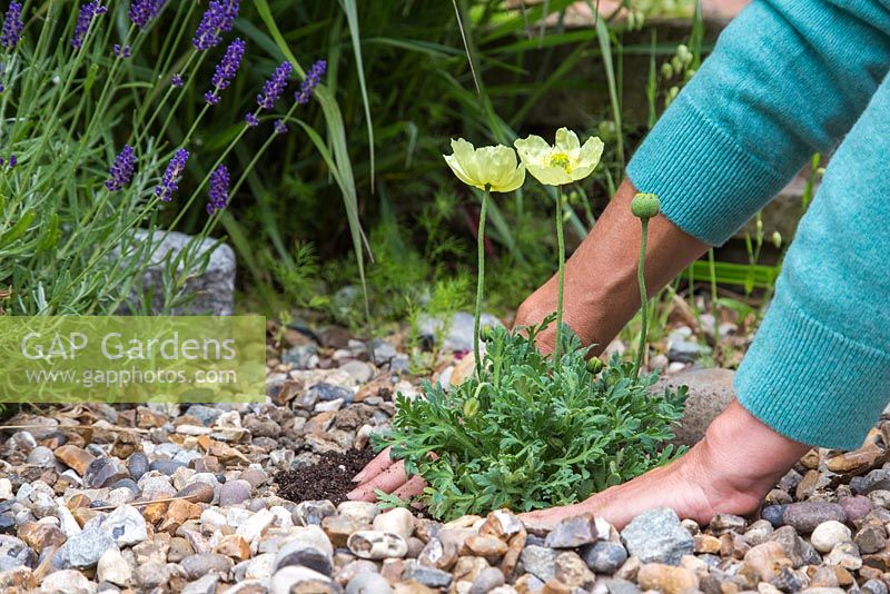 Planting Papaver nudicaule 'Moondance' in gravel driveway