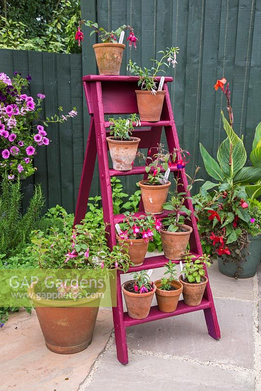 Floral display of Perenial Fuchsias on a vintage ladder