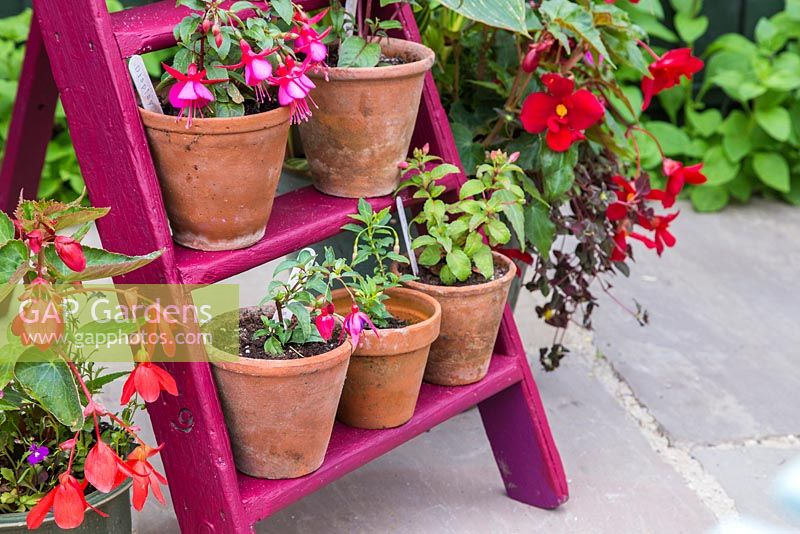 Floral display of perennial fuchsias on a vintage ladder
