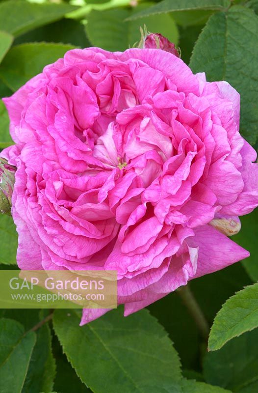 Rosa gallica 'Surpasse Tout'