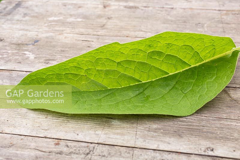 Symphytum - Comfrey leaf. 