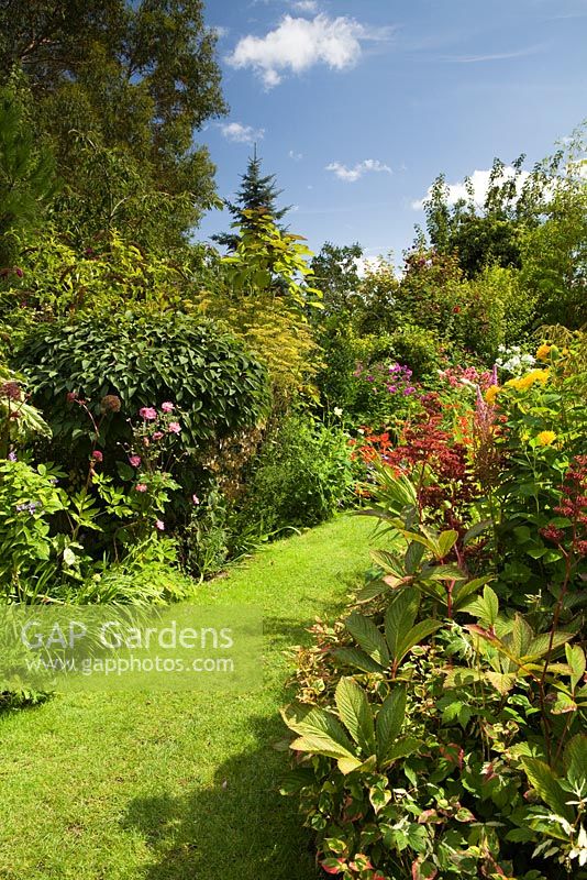 Path through the main garden, with Rodgersias in the Bog Garden on the right. On the left is a Viburnum bodnantensi, pruned to a dome shape. Lincolnshire. August 2014. Summer.