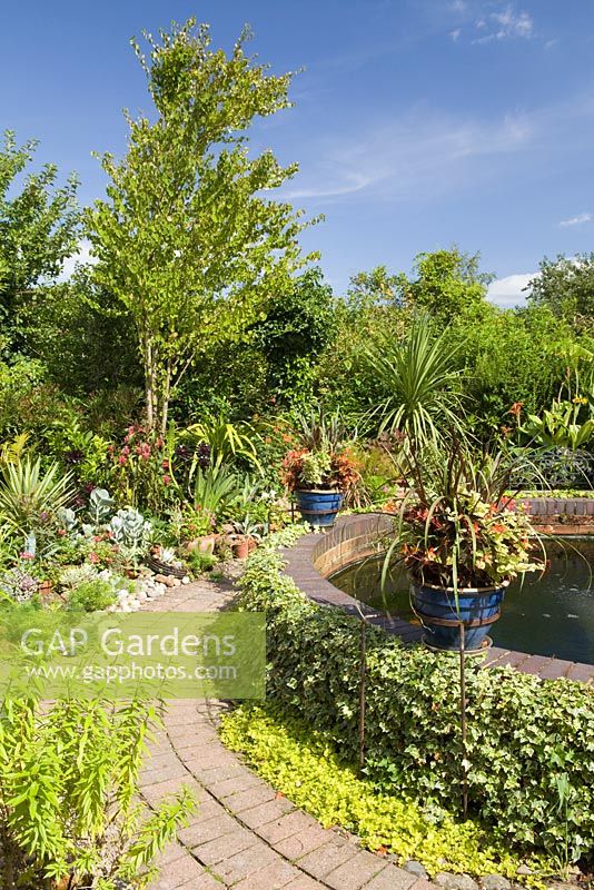 The Koi Pond. The garden pots are planted with Begonia 'Glowing Embers', Pennisetum 'Vertigo', and Plectranthus. In the border are Cordylines, Agaves and many other succulents. The tree is a Cercidiphyllum. Lincolnshire. August 2014. Summer.