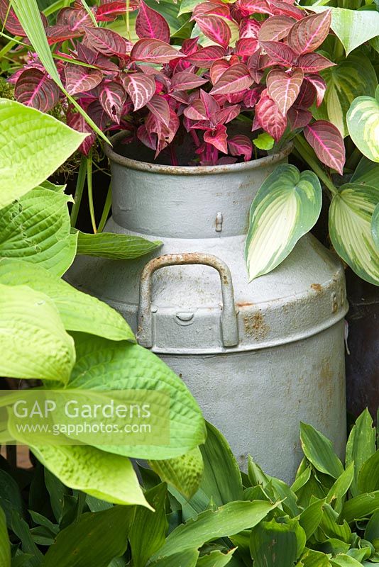 Milk Churn planted with Iresine, surrounded by Hostas and foliage of Lily of the Valley. Lincolnshire. August 2014. Summer.