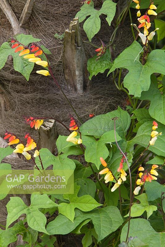 Ipomoea lobata - Spanish Flag supported by the trunk of Trachycarpus fortunei. Lincolnshire. August 2014. Summer.