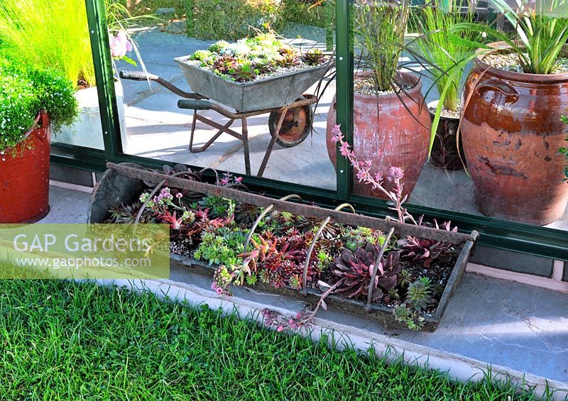 Pots and old vegetable trug planted with succulents placed outside metal frame greenhouse.