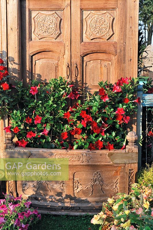 Mandevilla dipladenia 'Sundaville Red', Chilean jasmine in reclaimed planter made from solid wood door. Four Oaks Direct Garden 