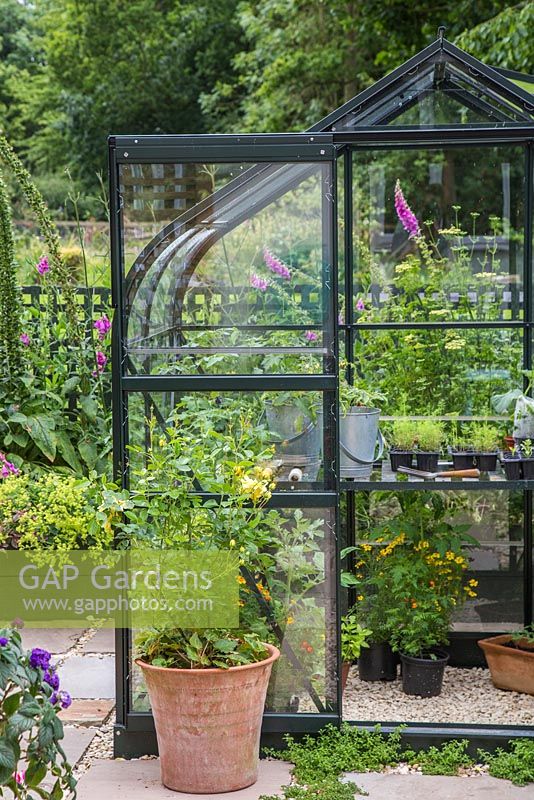 Greenhouse on a garden patio, with Tomato plants growing inside and Rosa 'Golden Memories' at the entrance