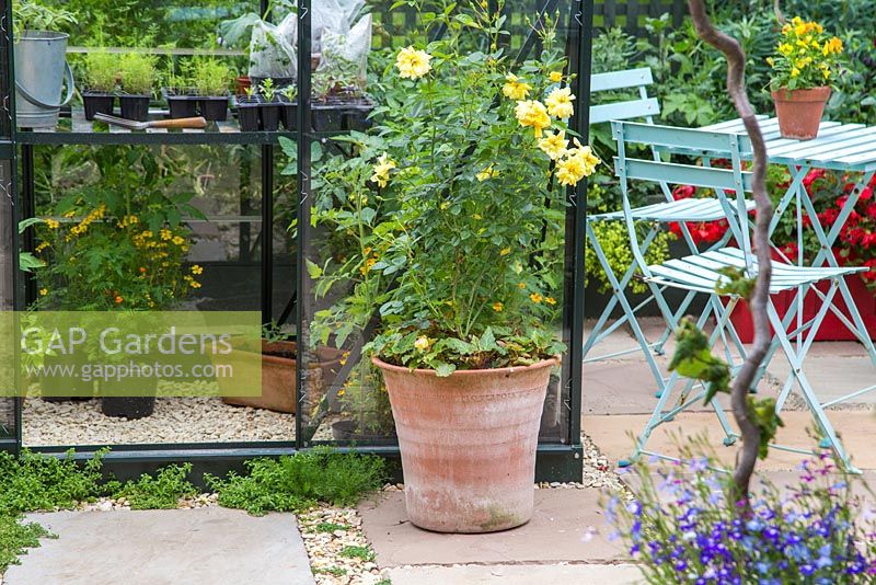 Greenhouse on a garden patio, with Tomato plants growing inside and Rosa 'Golden Memories' at the entrance