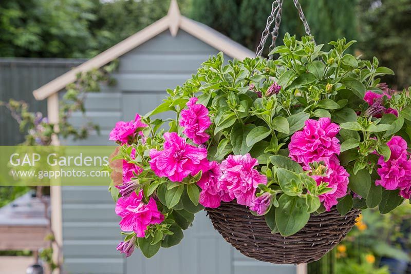 Hanging basket featuring Petunia 'Candyfloss', with a view to a shed. 