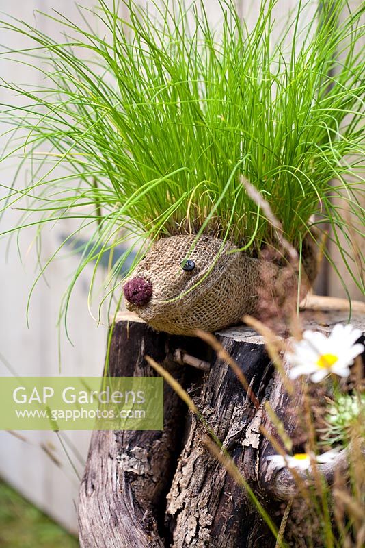 Grass hedgehog on log