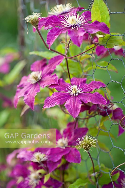 Clematis 'Niobe' against wire netting.