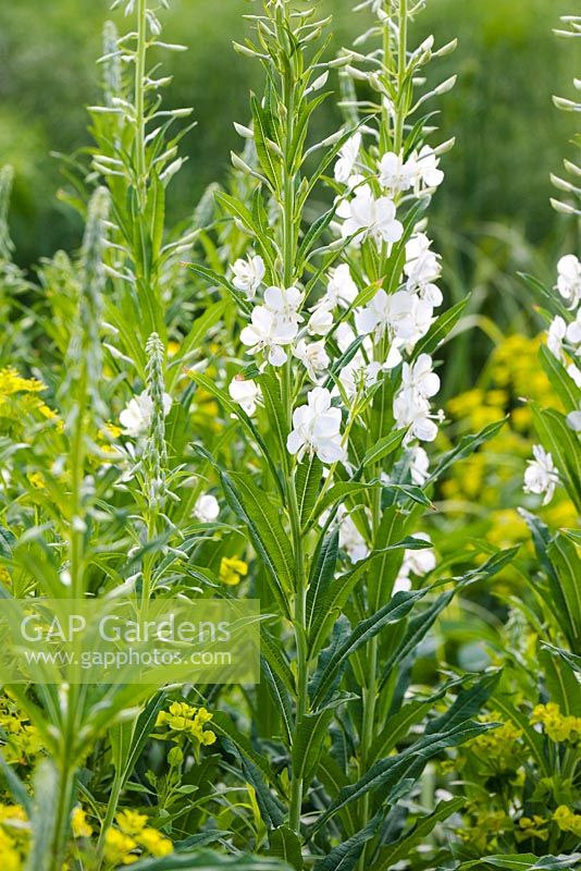 Chamaenerion angustifolium 'Album' flowering in Summer - Epilobium angustifolium.  Rosebay Willow herb