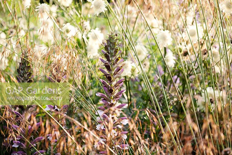 Acanthus spinosus flowering in a border with Stipa gigantea and Cephalaria gigantea in late Summer