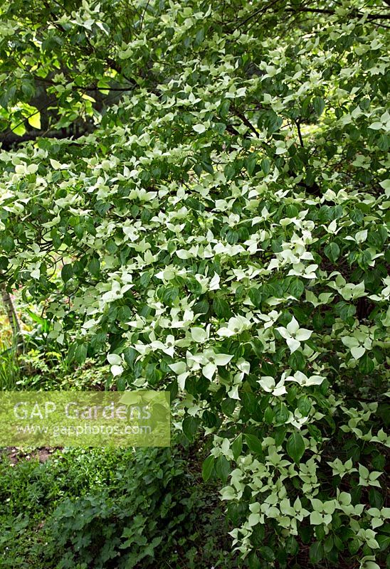 Cornus Kousa var Chinensis (Chinese Dogwood) deciduous Hardy Tree with creamy white bracts