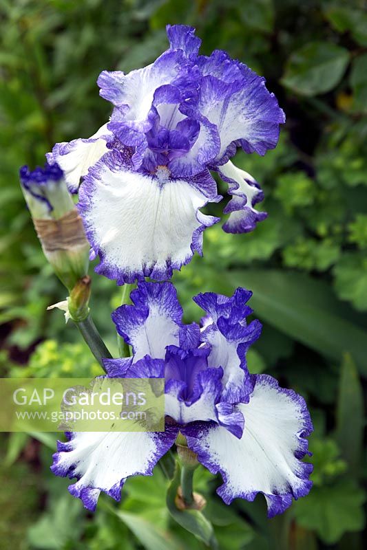 Iris Germanica 'Alizes' tall bearded Iris long blooming with white blue flowerheads 