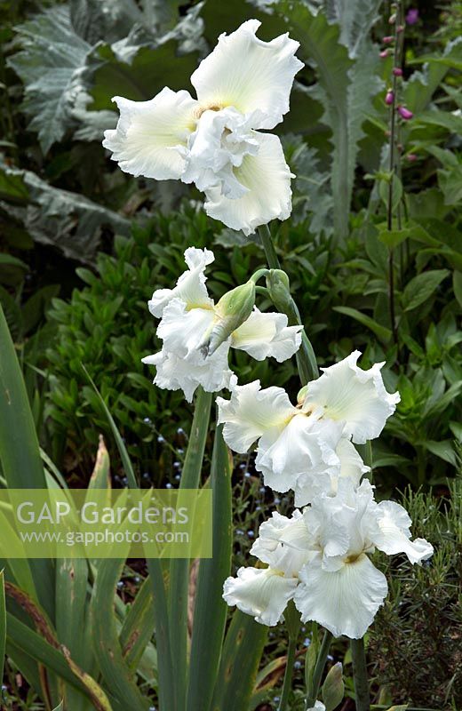 Perennial Iris 'Frequent Flyer' White Bearded Iris tall white flowerheads 