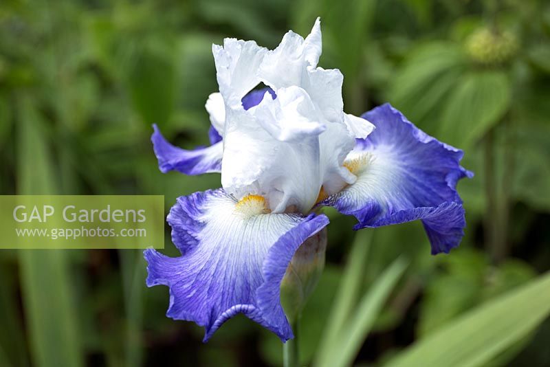 Iris germanica 'Alizes' tall bearded Iris long blooming with white blue flowerheads 
