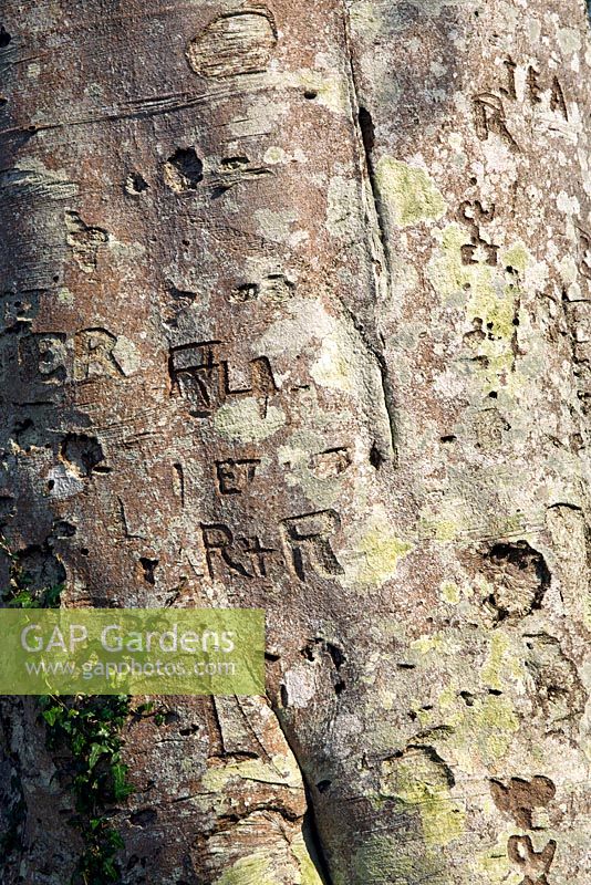 Tree bark showing carved initials on large tree trunk at Maenan Hall (NGS) North Wales