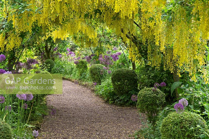 Laburnocytisus 'Adamii' x Watereri Vossii underplanted with Box Balls and Alliums in early summer at Dorothy Clive Garden, Staffordshire