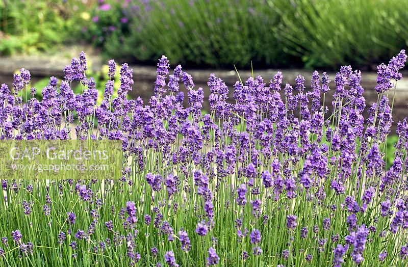 Lavandula Angustifolia 'Twickel Purple', very fragrant summer flowering at High Meadow Garden Cannock Wood Staffordshire