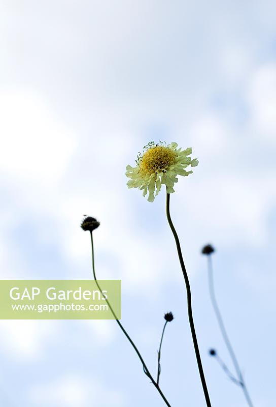 Scabiosa 'Gigantea' - Yellow flowerhead against blue sky summer flowering at High Meadow Garden Cannock Wood Staffordshire