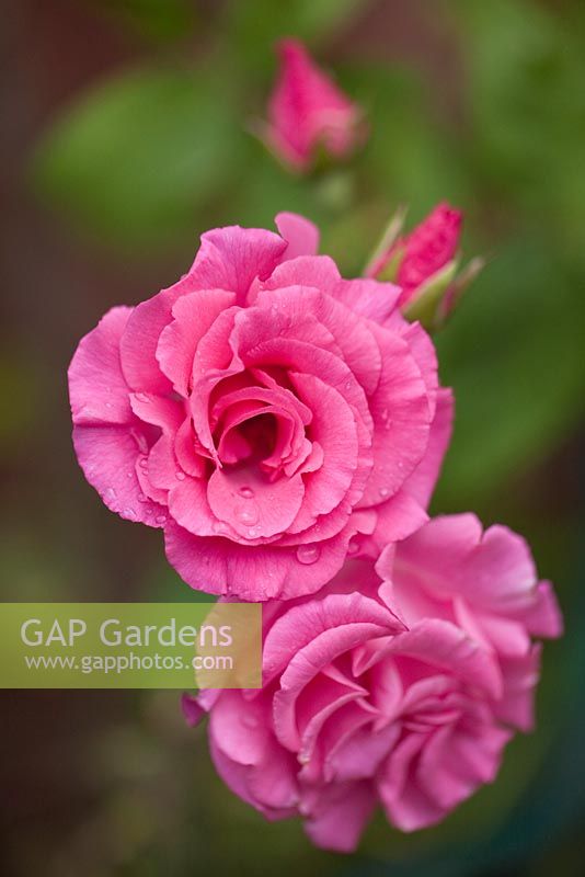 Rosa 'Zephrine Drouhin' thornless double deep pink with a medium fragrance