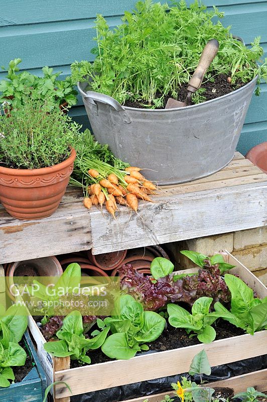 Container grown vegetables, salad leaves and Carrot 'Parmex', stump rooted variety, freshly picked 
