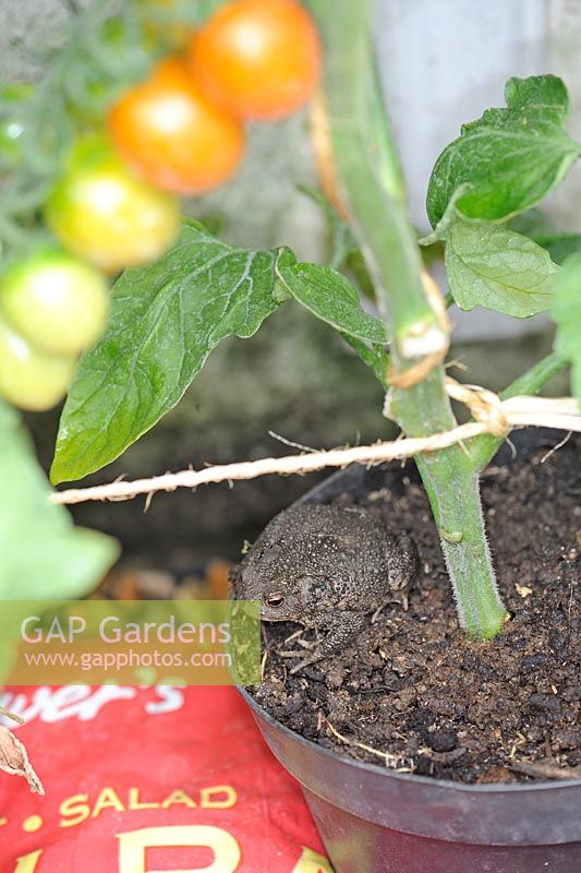 Common toad, bufo bufo, amongst growbags and tomato pots in greenhouse