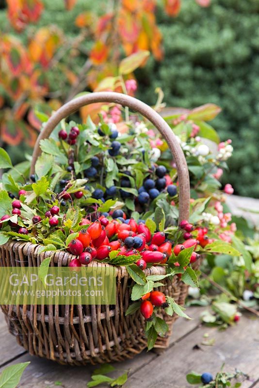 Decorative display in a basket featuring Snowberry, Spindle, Dogwood, Rose hip, Hawthorn and Sloe.