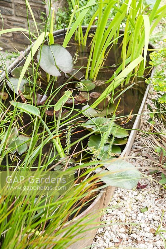 A small galvanised bath used as a mini water garden planted with Juncus effusus f. spiralis, the corkscrew rush, and pygmy water lily. 