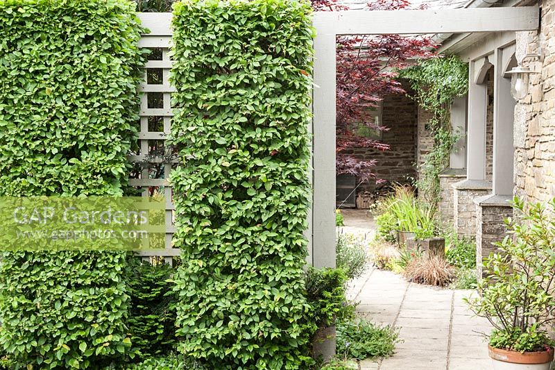 Hornbeam clipped into four rectangular blocks against wooden trellising screens a car parking area from a courtyard garden at the front of a house. 