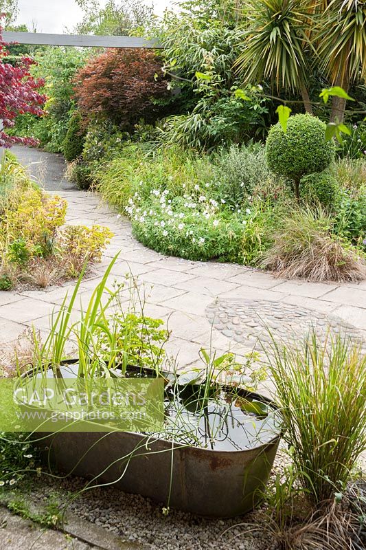 A small galvanised bath used as a water garden with Juncus effusus f. spiralis, the corkscrew rush, and pygmy water lily in a courtyard garden planted largely for foliage interest. Plain paving is broken up by a lozenge shape of inset cobbles. 