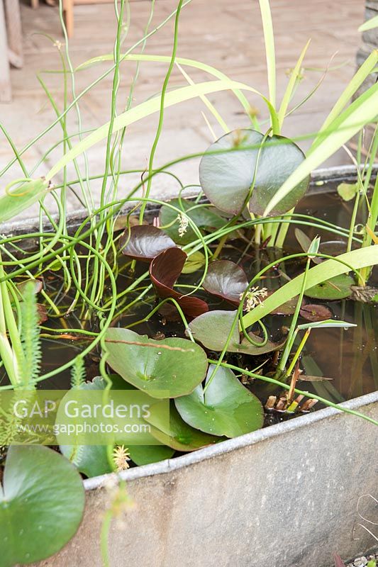 A small galvanised bath used as a mini water garden with Juncus effusus f. spiralis, the corkscrew rush, and pygmy water lily. 