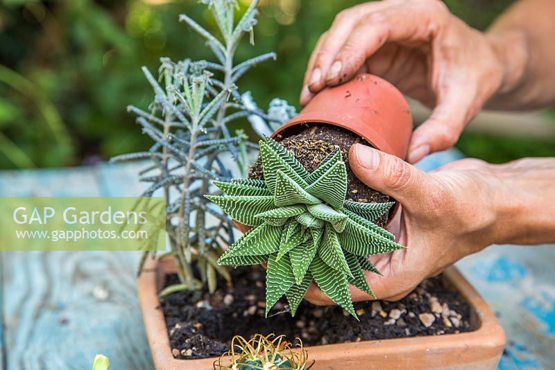 Removing Haworthia 'Spider White' from pot