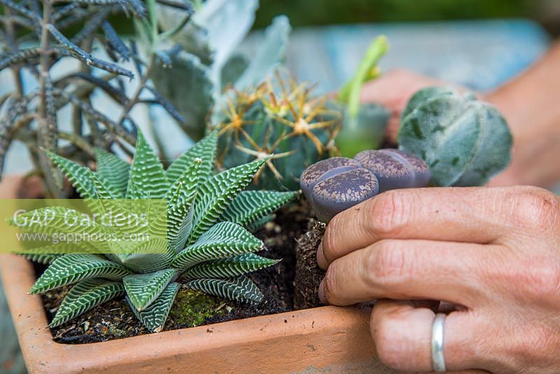 Planting Lithops in container