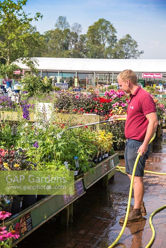 Staff watering plants at a garden centre